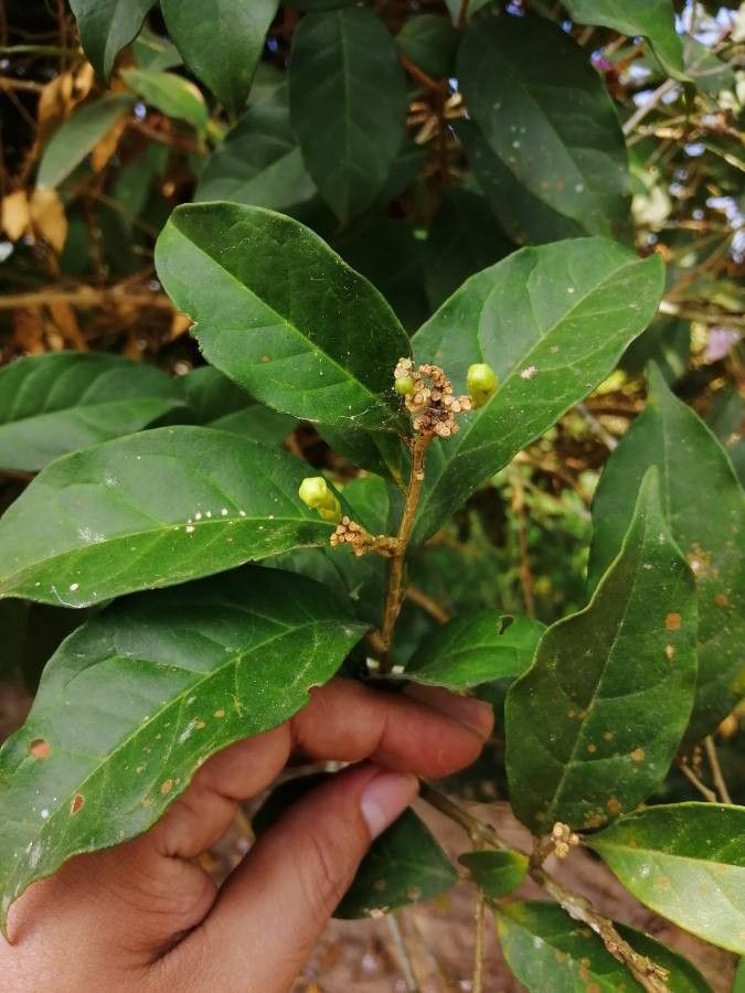 Brunfelsia grandiflora other