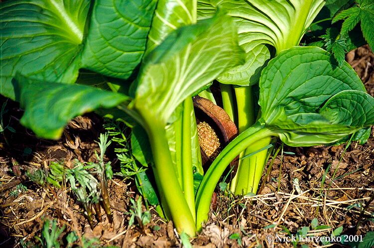 Symplocarpus renifolius other