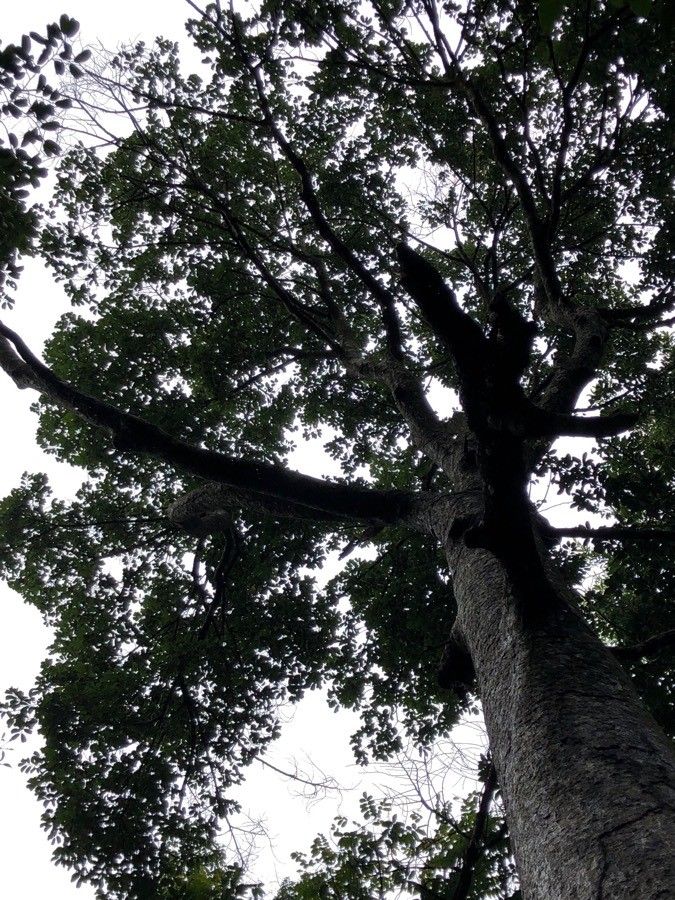 Parartocarpus venenosa habit