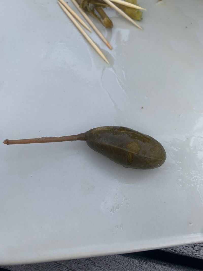 Potamogeton obtusifolius fruit