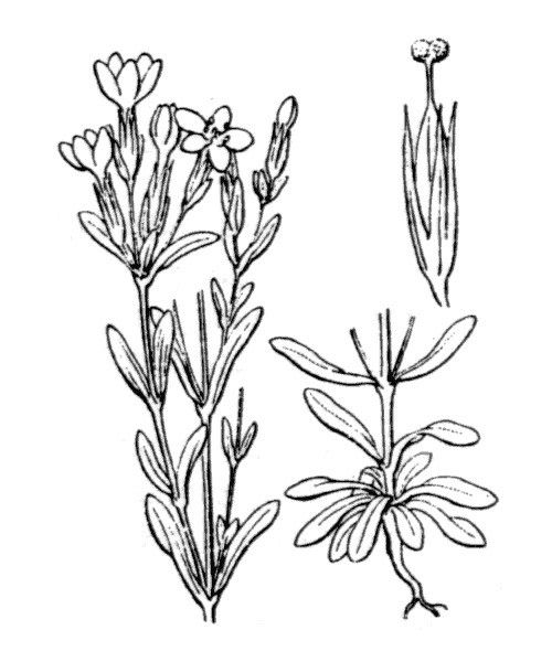 Centaurium favargeri — houseplant care guide