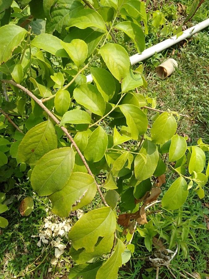 Celastrus paniculatus leaf