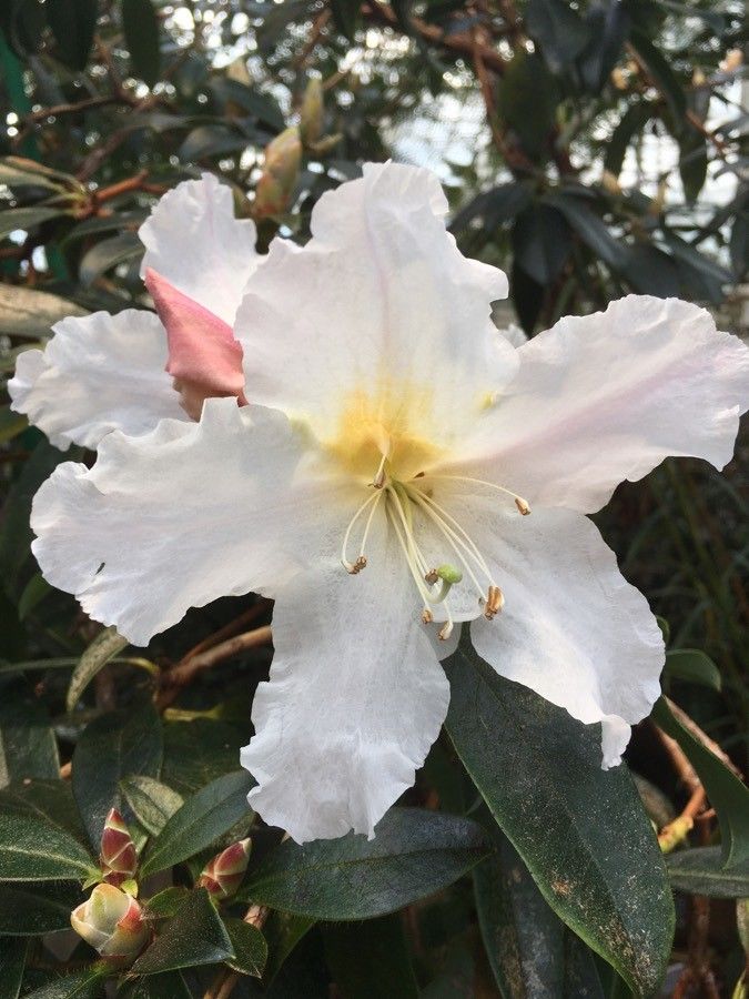Rhododendron maddenii flower