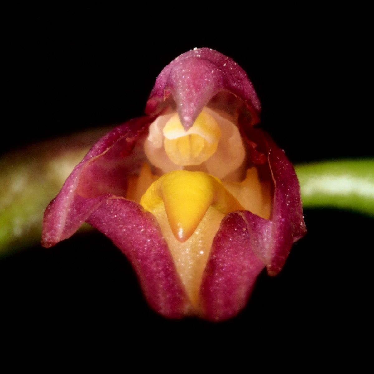 Bulbophyllum comptonii — houseplant care guide