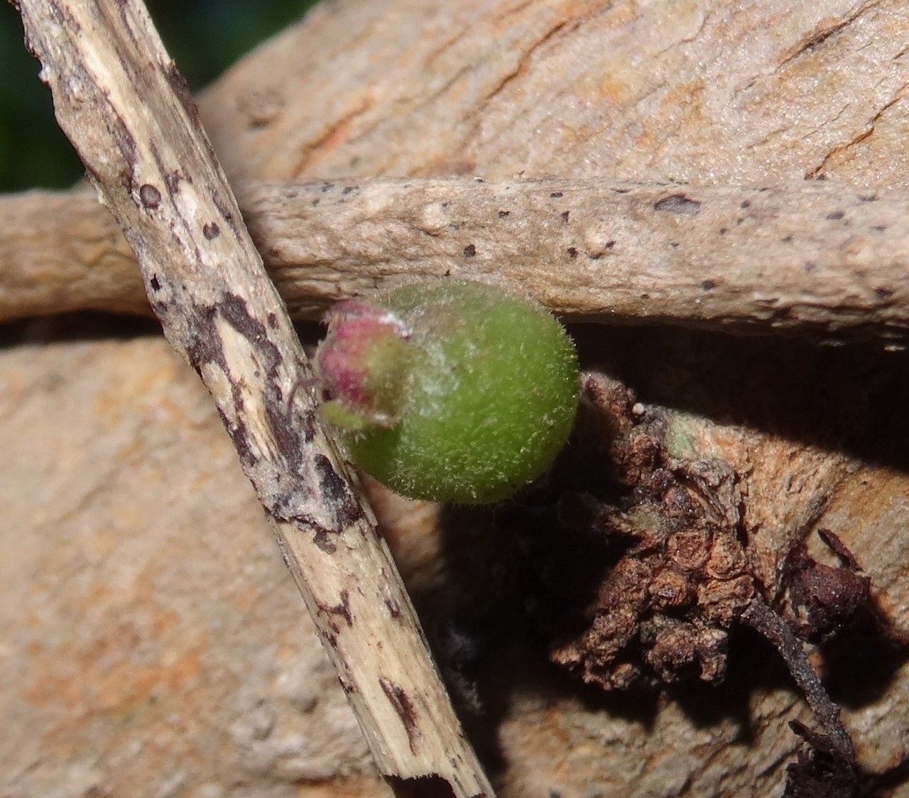 Eugenia daenikeri fruit