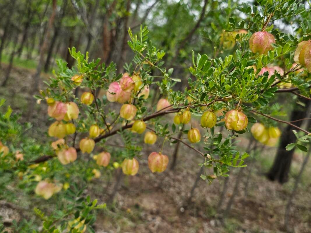 Dodonaea physocarpa fruit