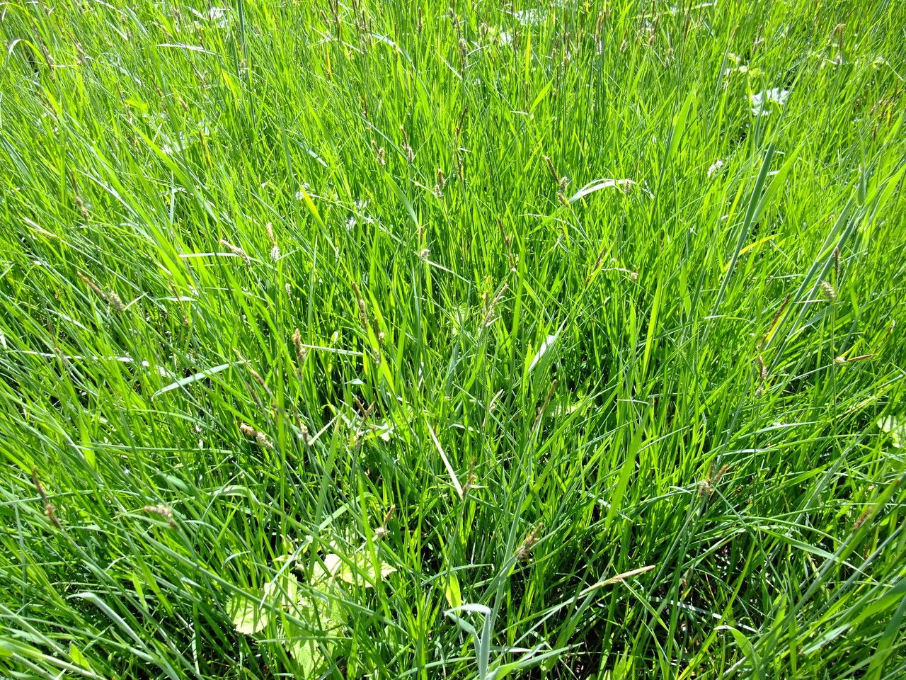 Carex lasiocarpa habit