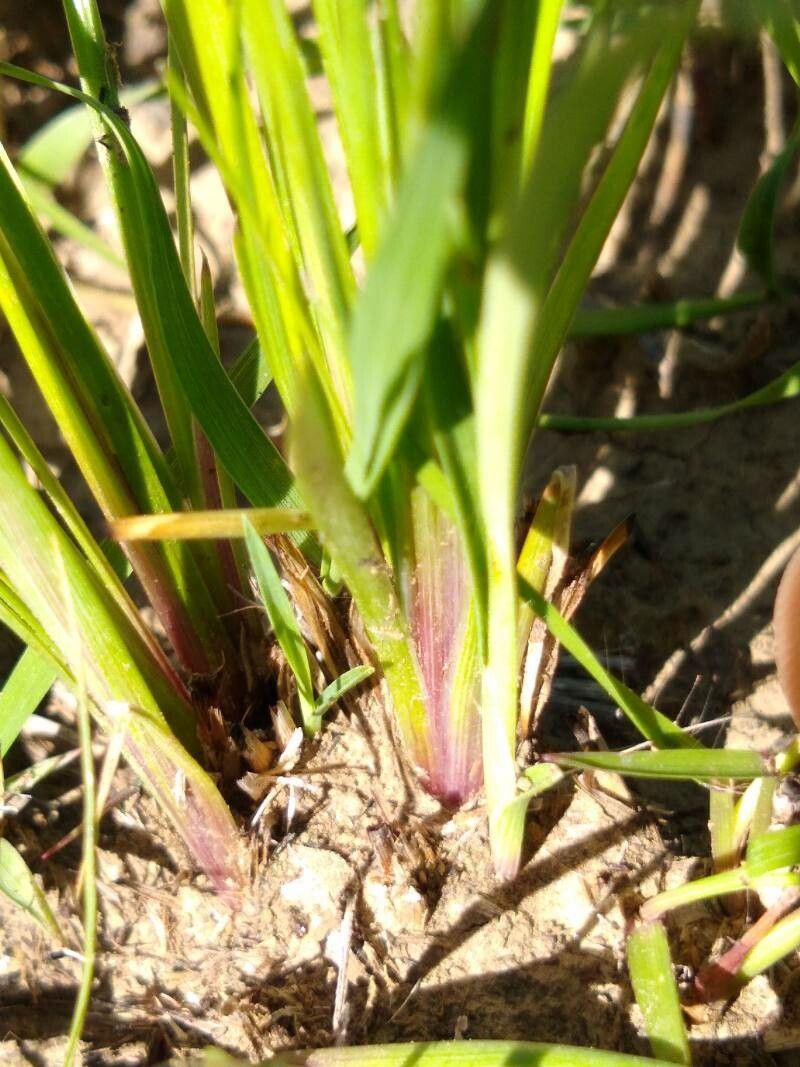 Sisyrinchium albidum bark