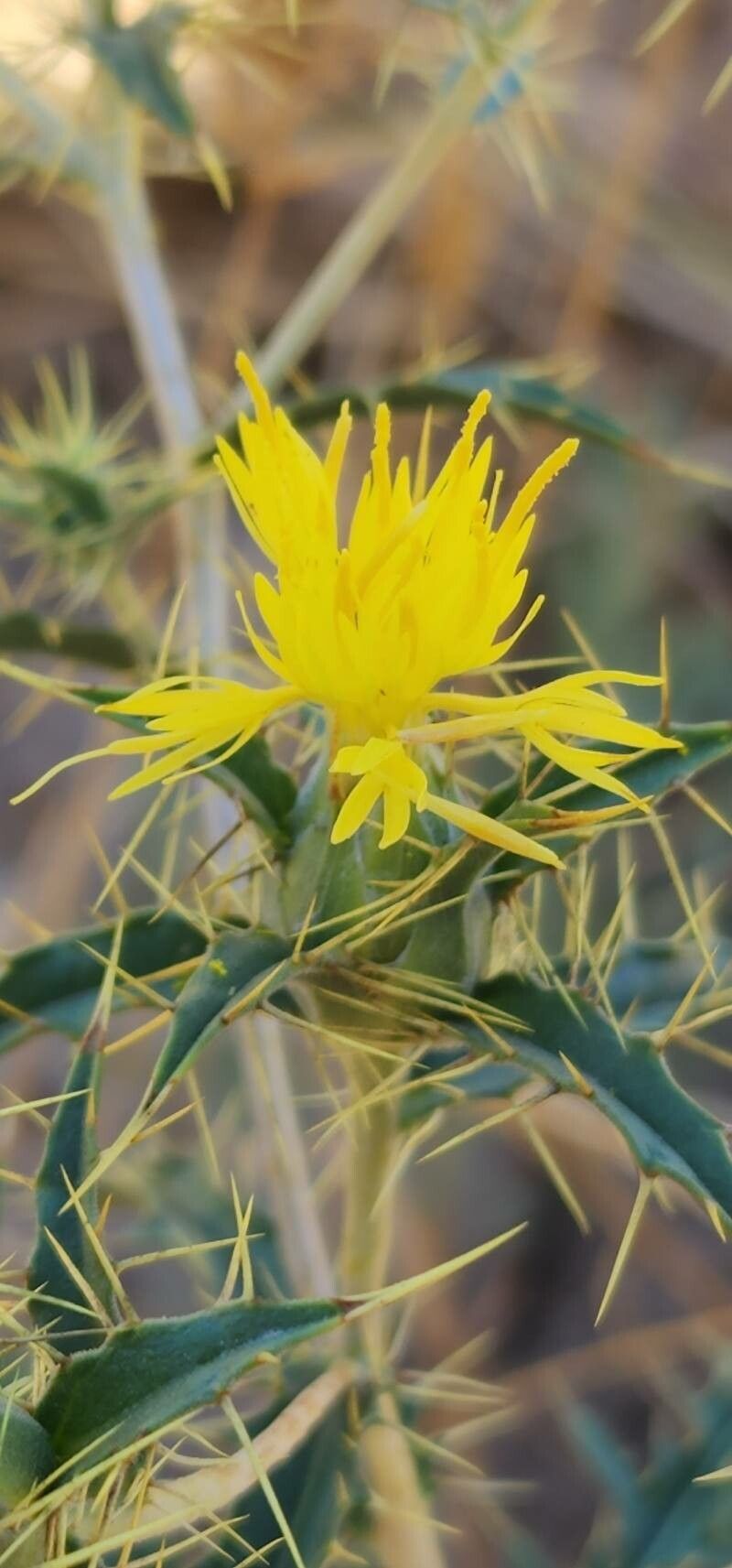 Carthamus oxyacanthus flower
