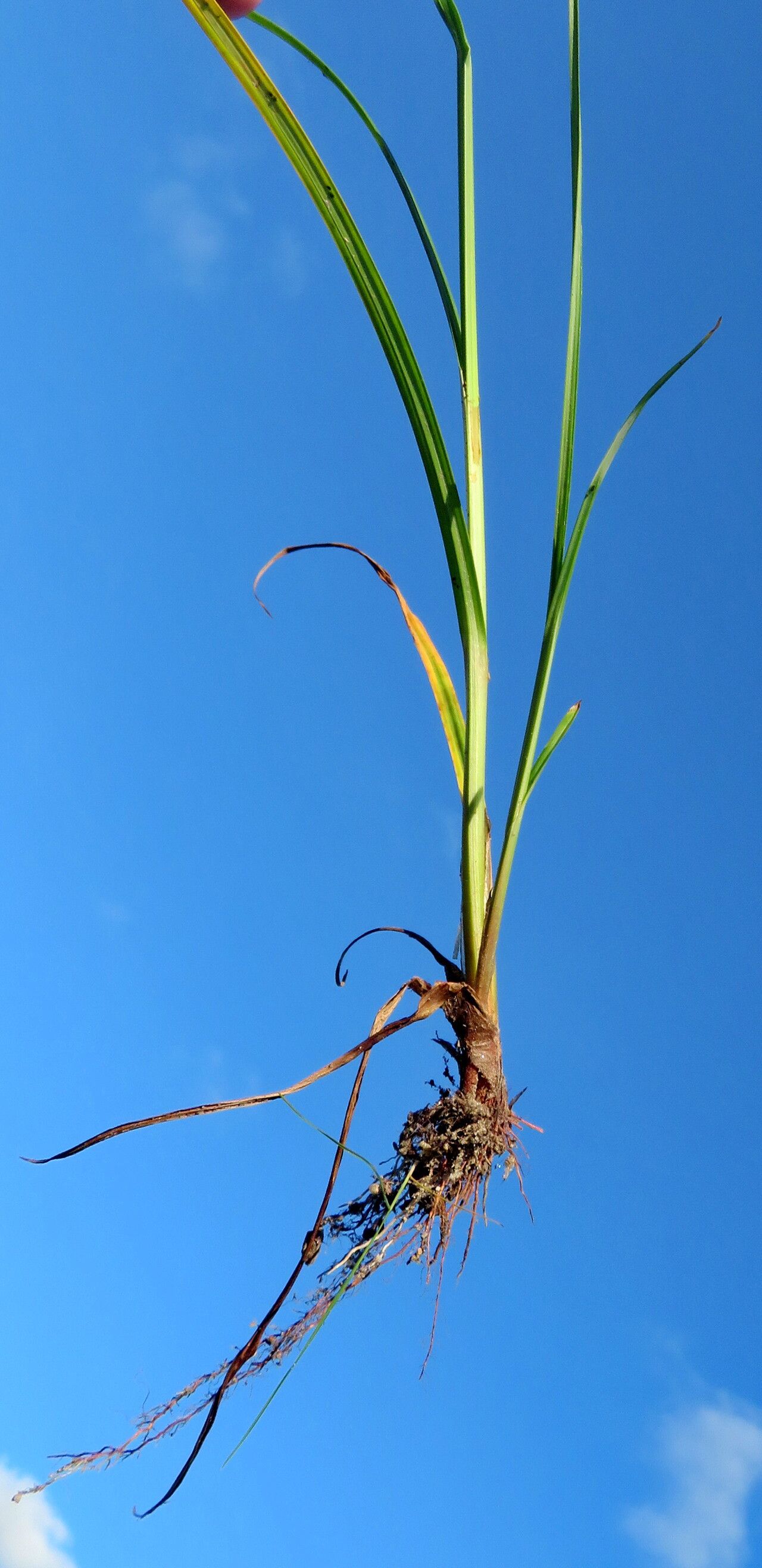 Cyperus imbricatus — search result for 'Cyperus'