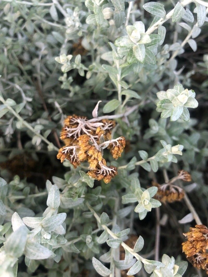 Helichrysum argyrophyllum fruit