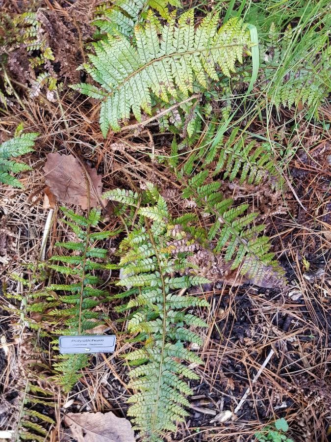 Polystichum makinoi habit