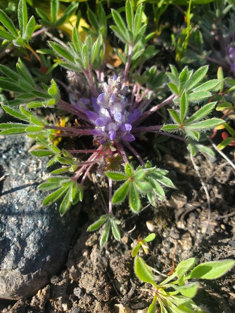 Lupinus pusillus — search result for 'Lupinus'