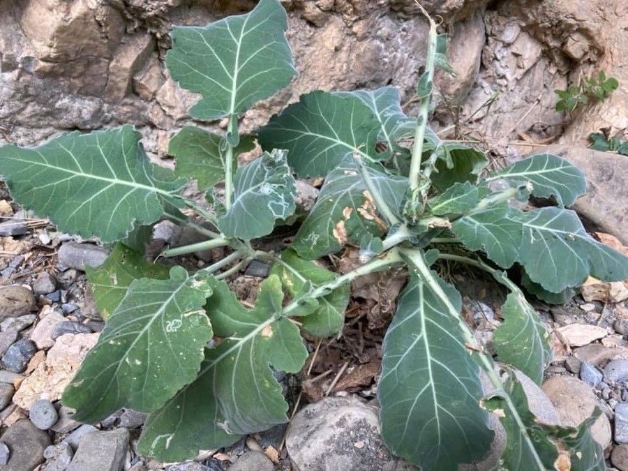 Brassica incana — search result for 'Brassica'