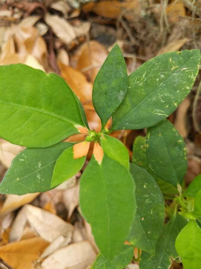 Euphorbia cyathophora leaf