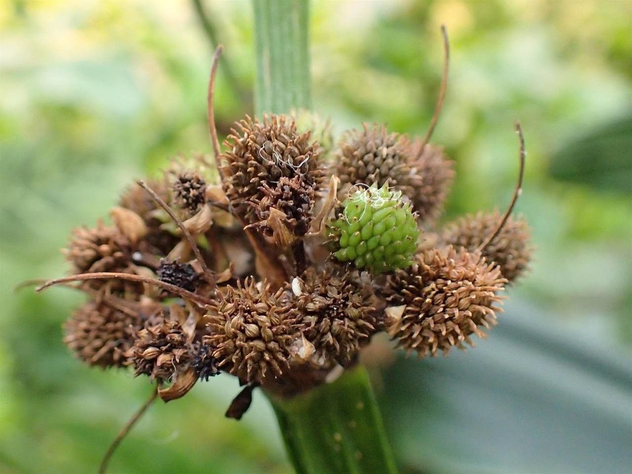 Echinodorus floribundus fruit