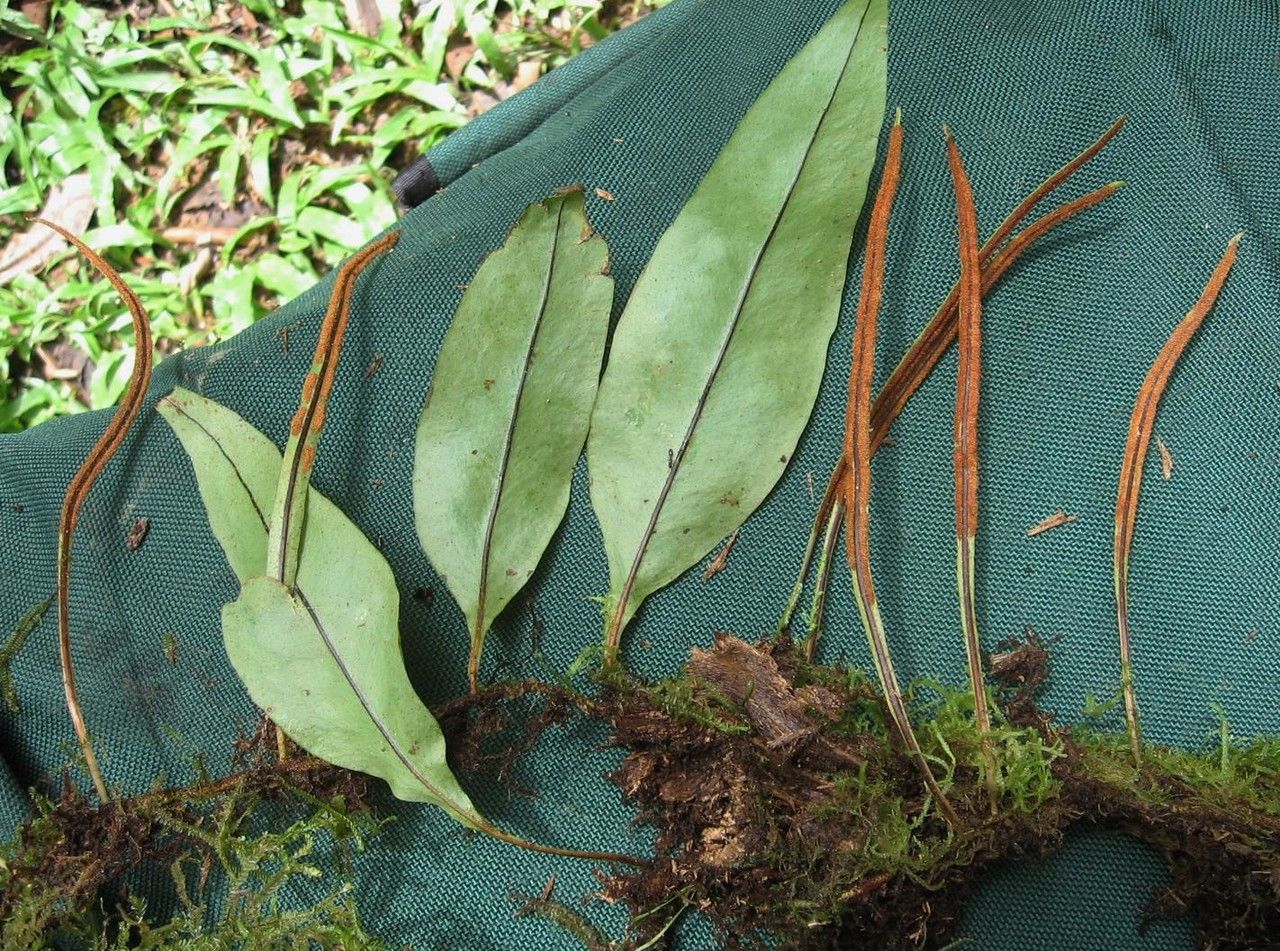 Pleopeltis wiesbaurii — houseplant care guide