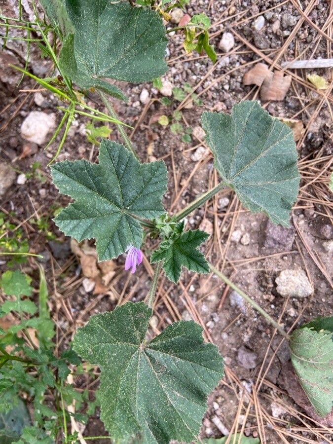 Malva multiflora leaf