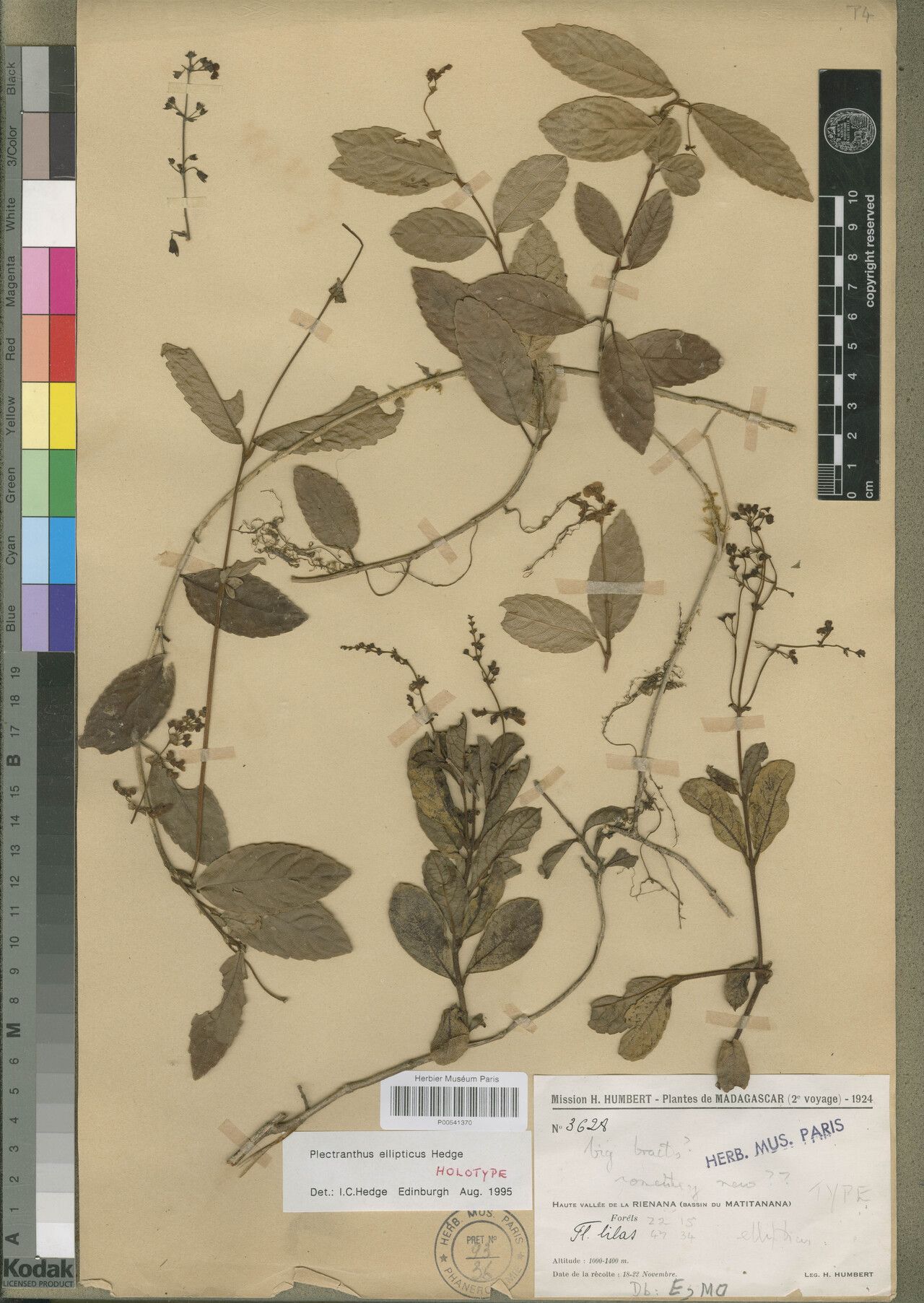 Plectranthus ellipticus — search result for 'Plectranthus'