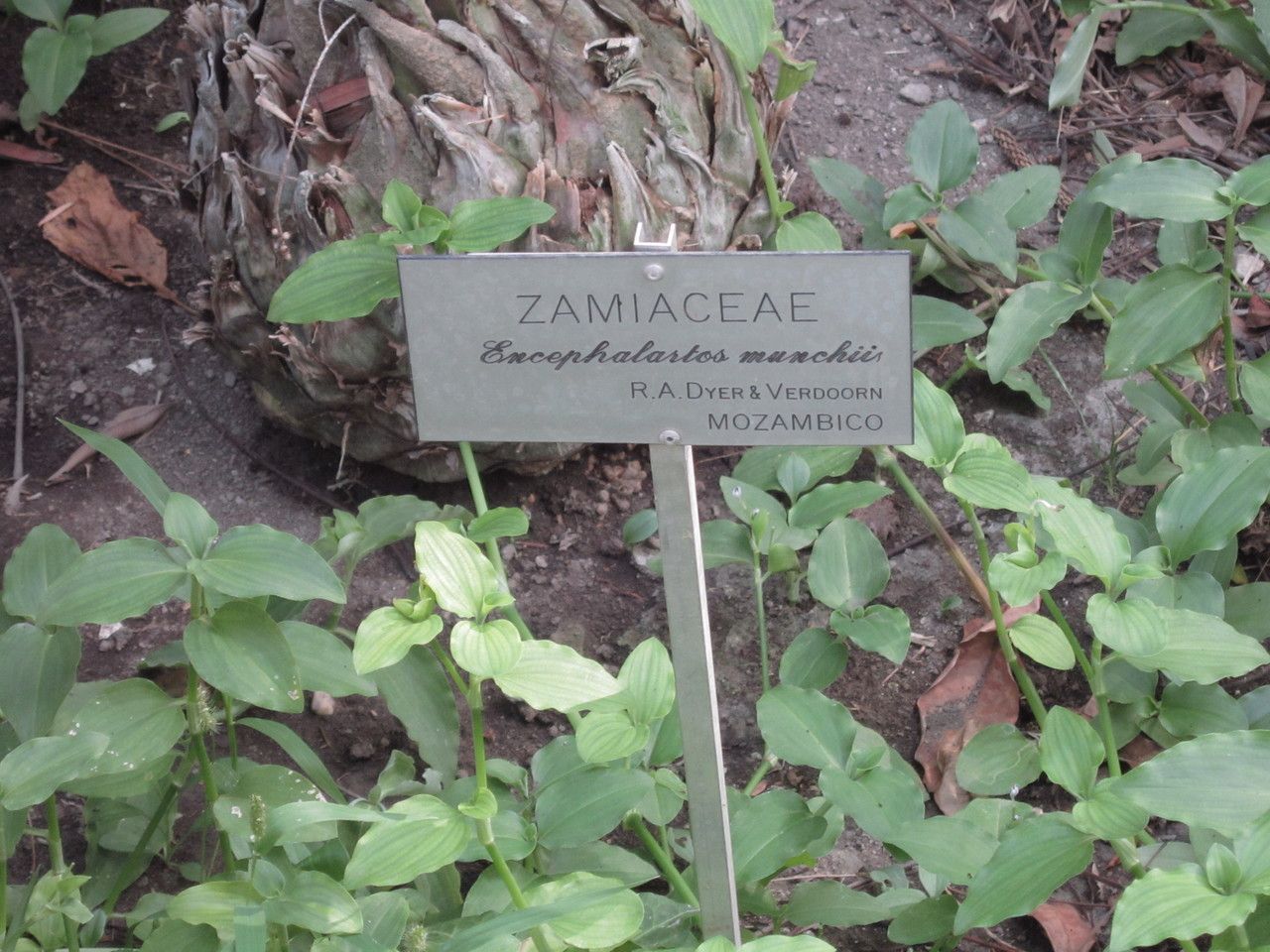 Encephalartos munchii bark