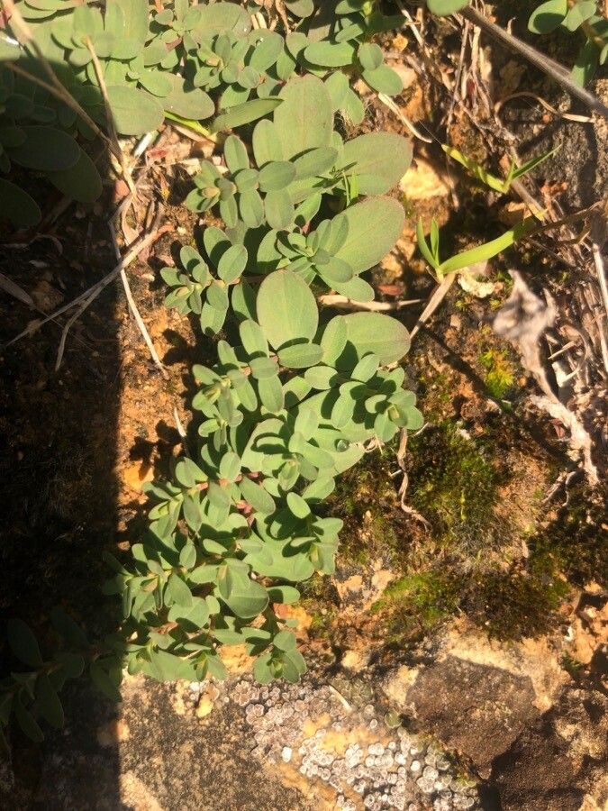 Hypericum humifusum leaf