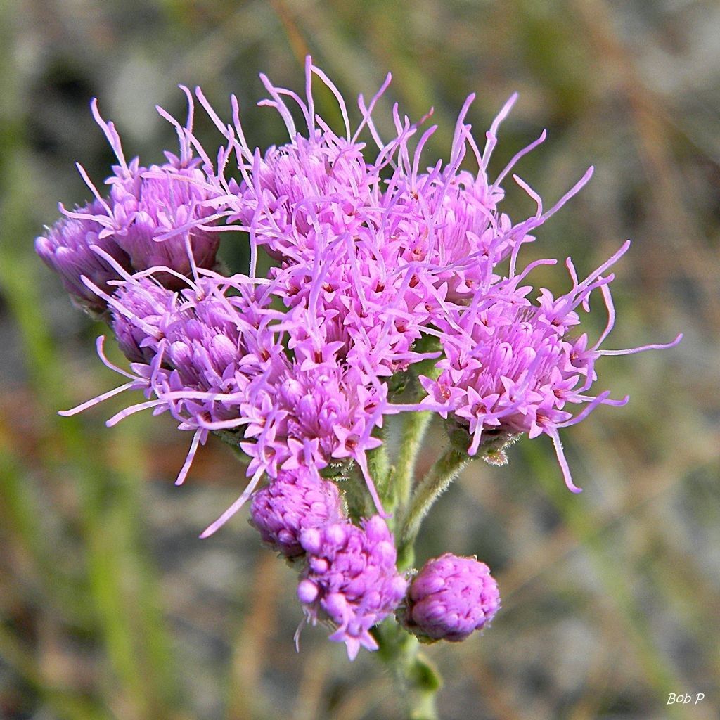 Carphephorus corymbosus flower