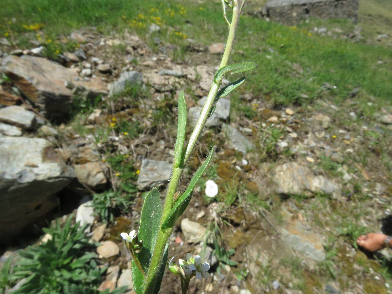 Arabis ciliata — houseplant care guide