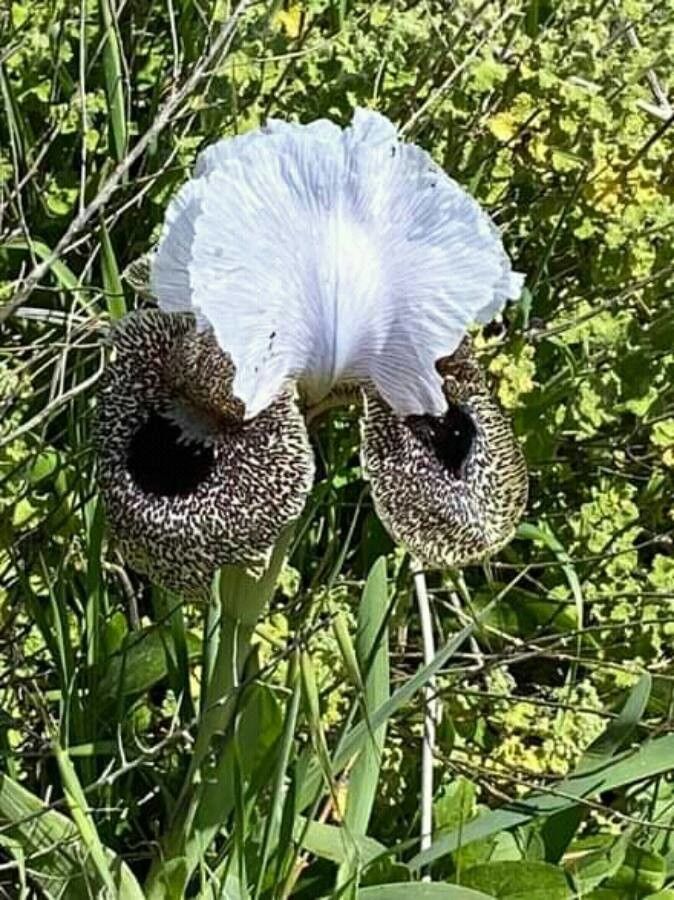 Iris palaestina flower