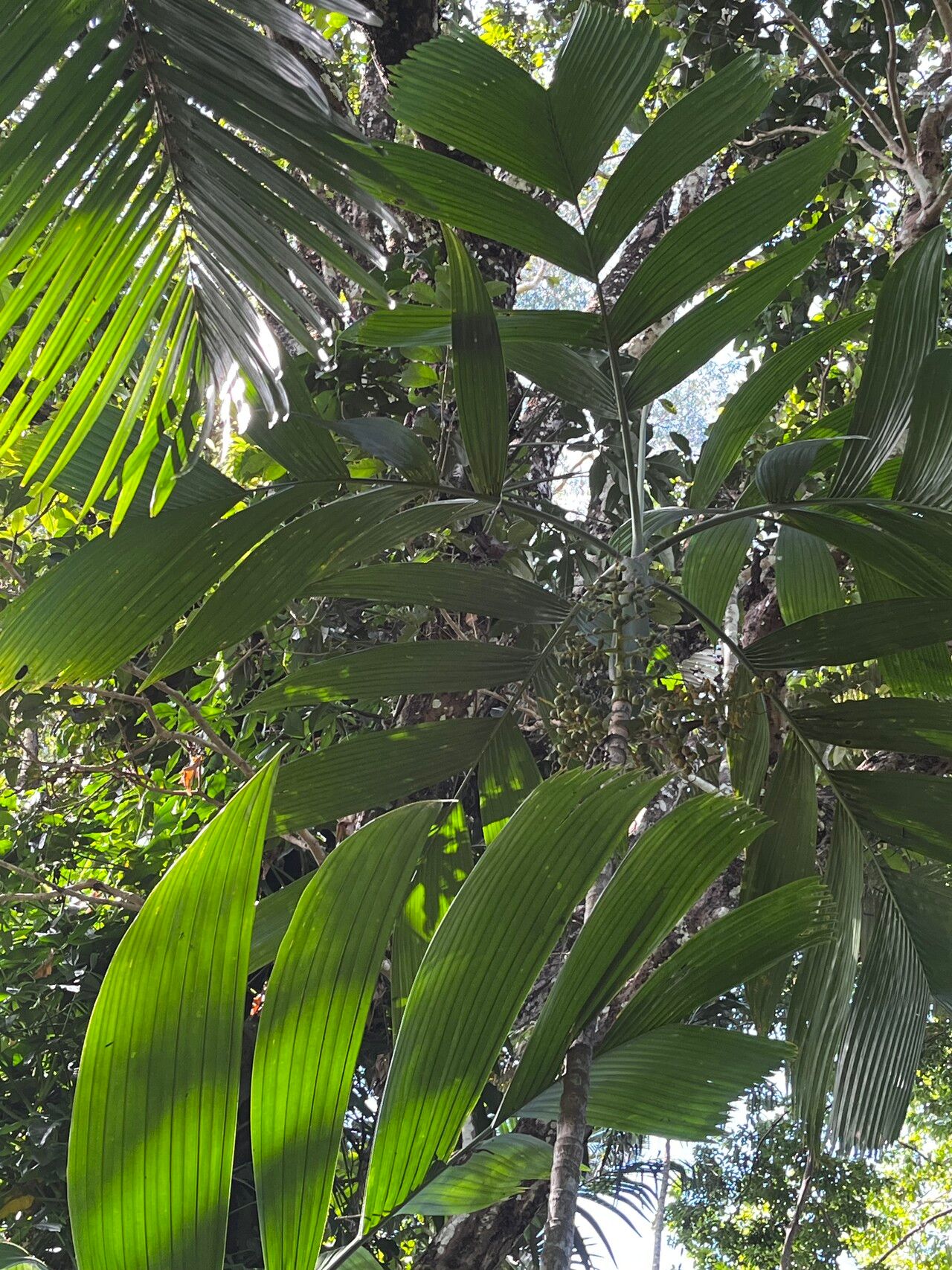 Areca novohibernica habit