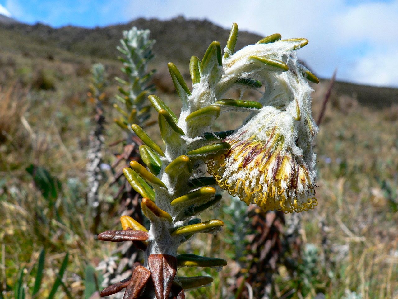 Lasiocephalus ovatus flower