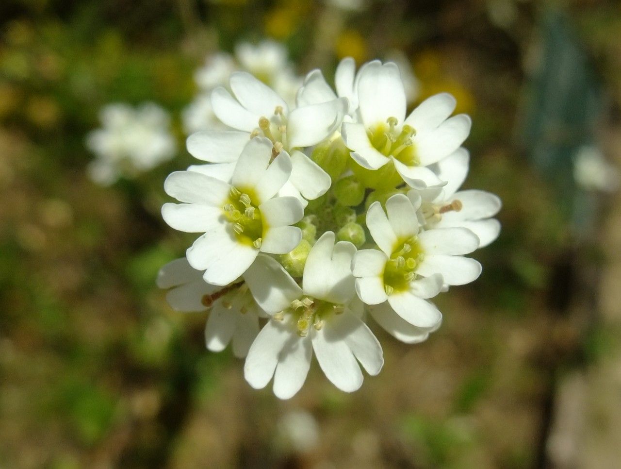Erysimum perofskianum — search result for 'Erysimum'