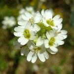 Erysimum perofskianum