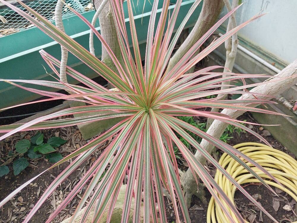 Dracaena cincta — houseplant care guide