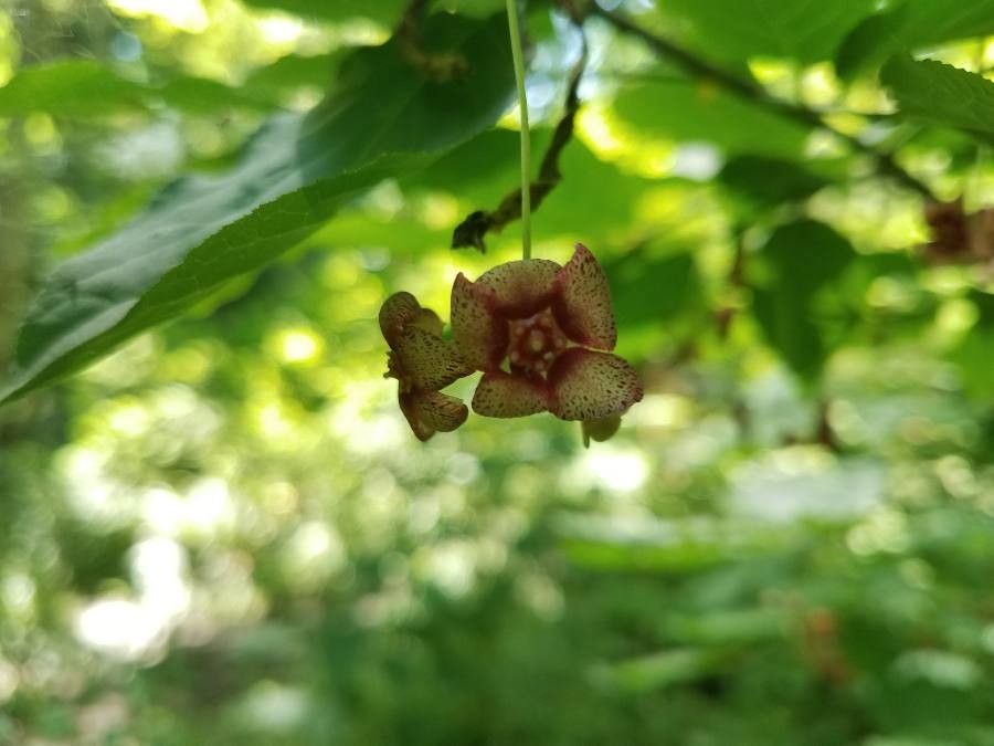 Euonymus occidentalis flower