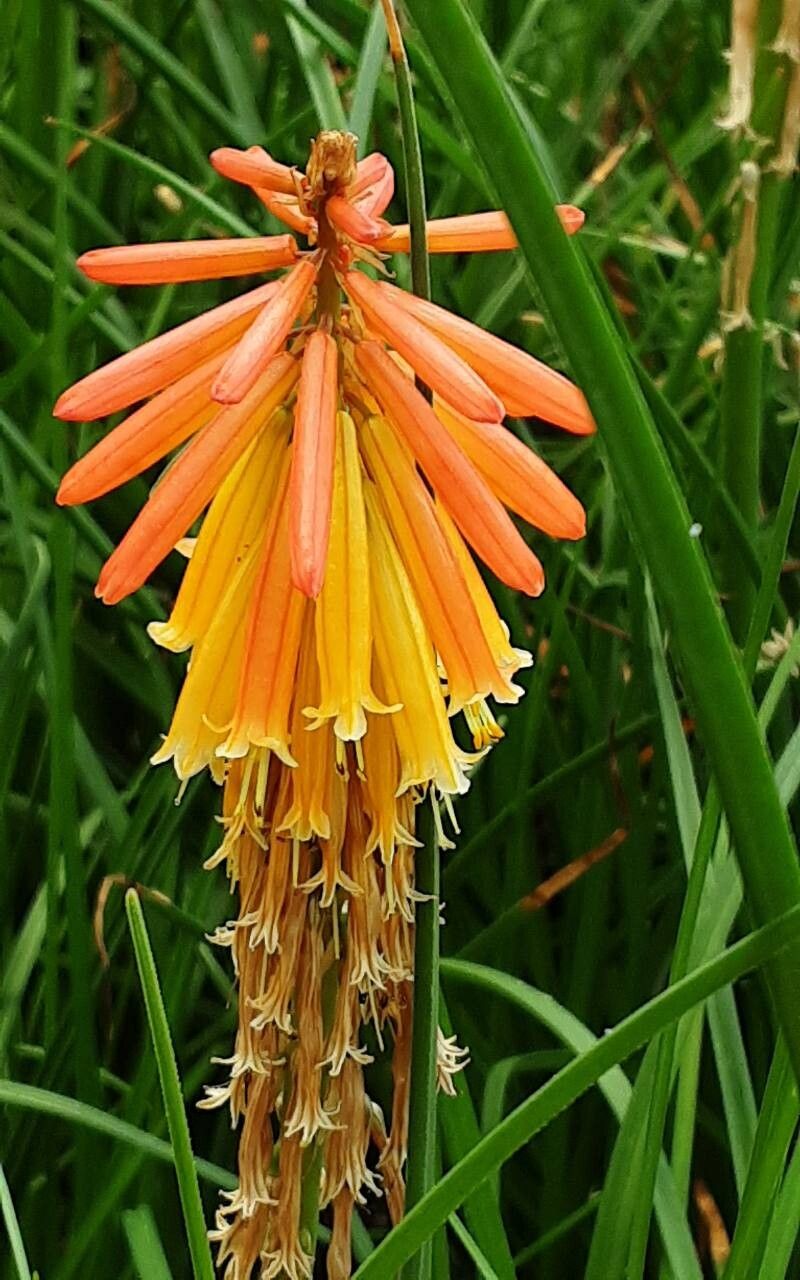 Kniphofia × praecox flower