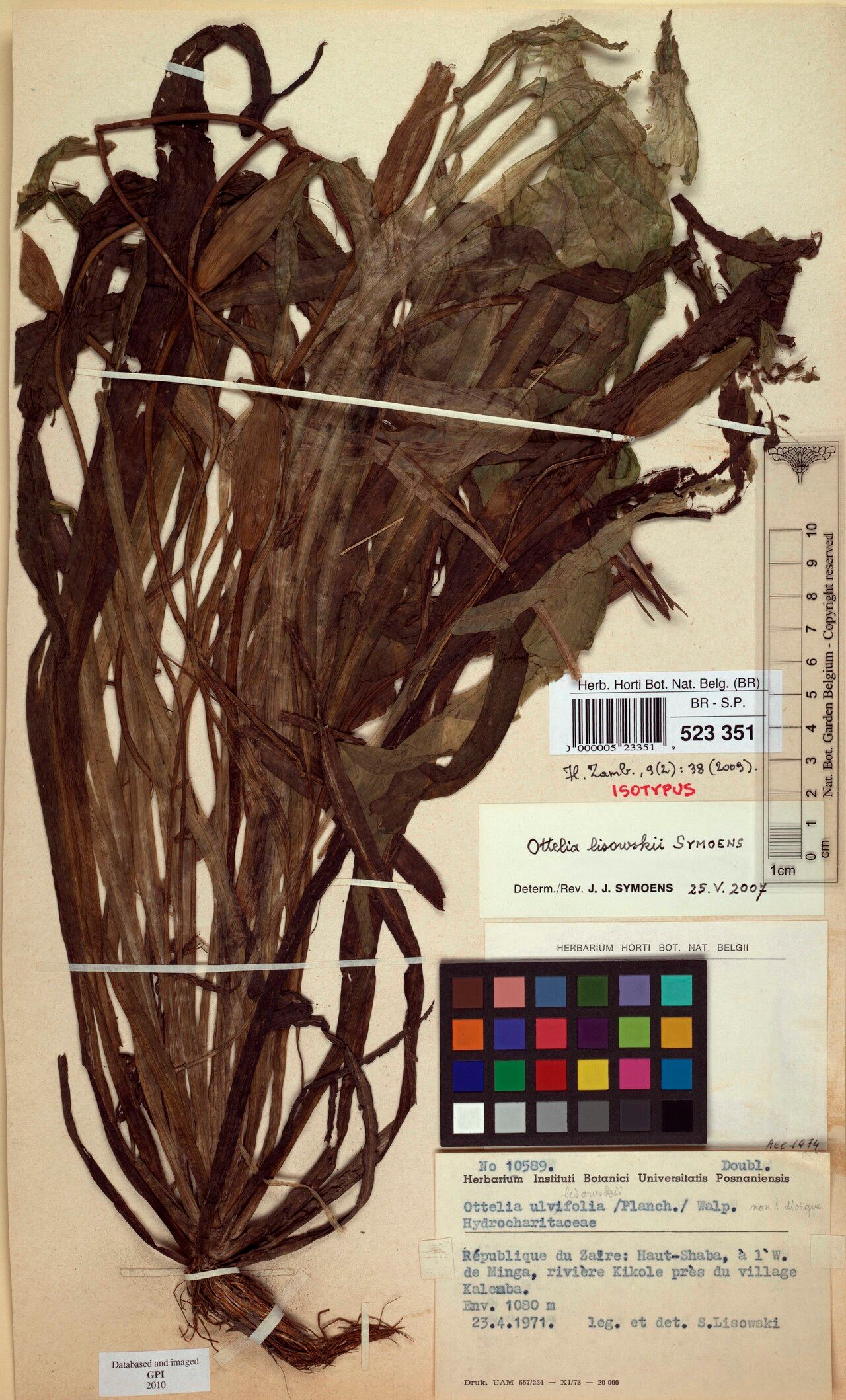 Ottelia lisowskii — related species from the same genus
