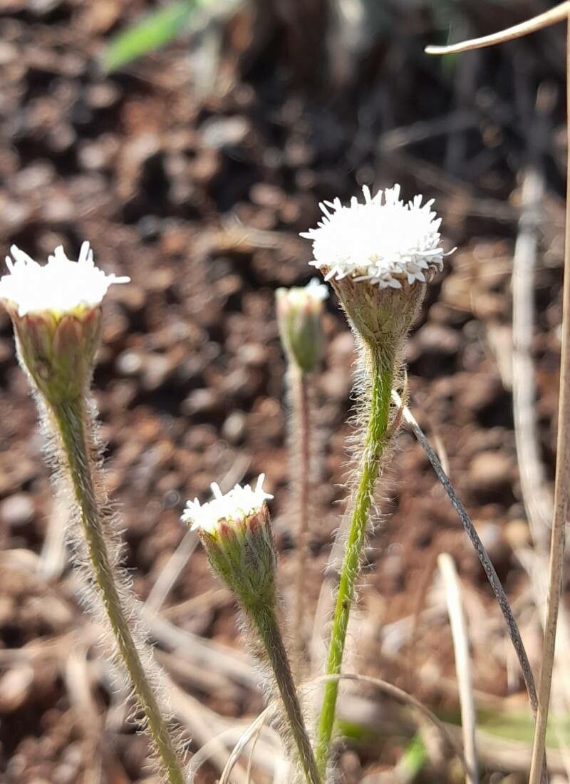 Praxelis missiona flower
