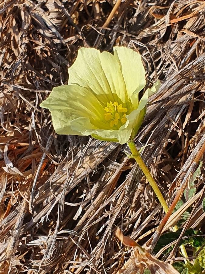 Monsonia longipes flower
