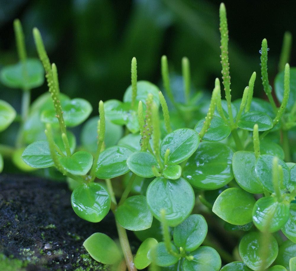 Angraecum cadetii other