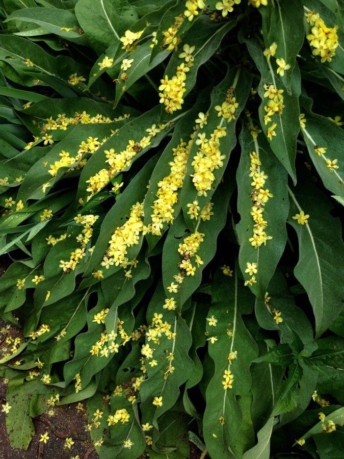 Verbascum nigrum leaf