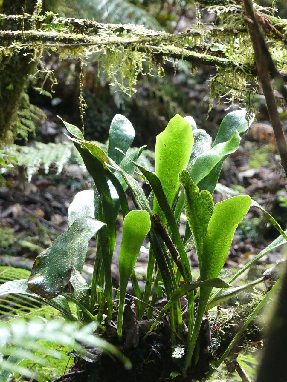 Antrophyum boryanum habit