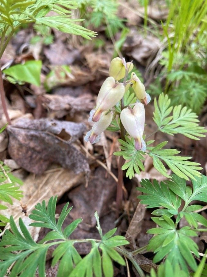 Dicentra canadensis flower