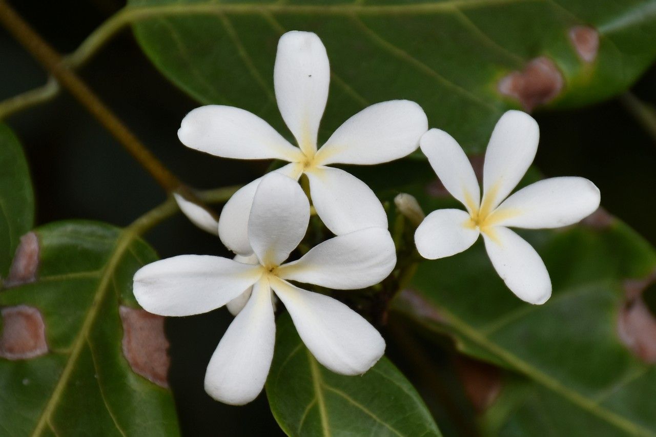 Saba comorensis flower