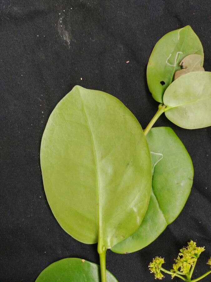 Guapira pernambucensis leaf