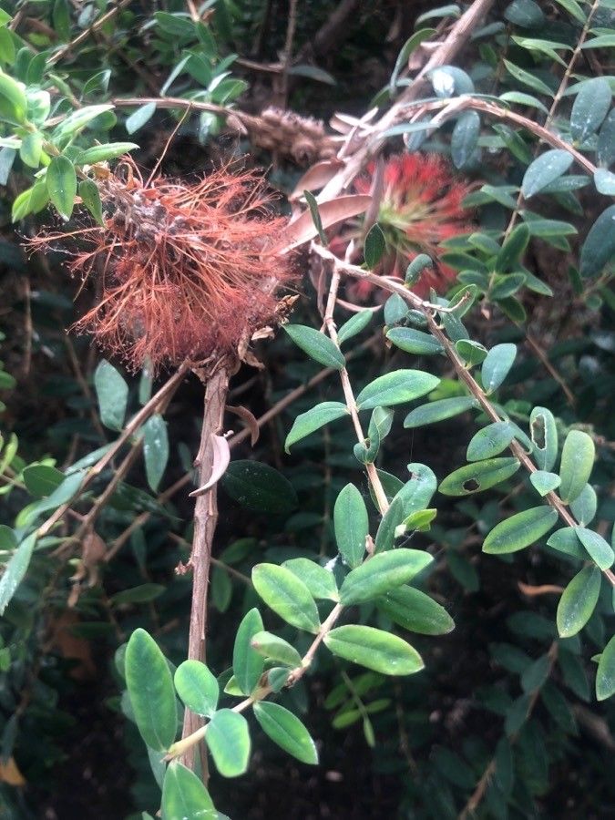 Melaleuca phoenicea leaf