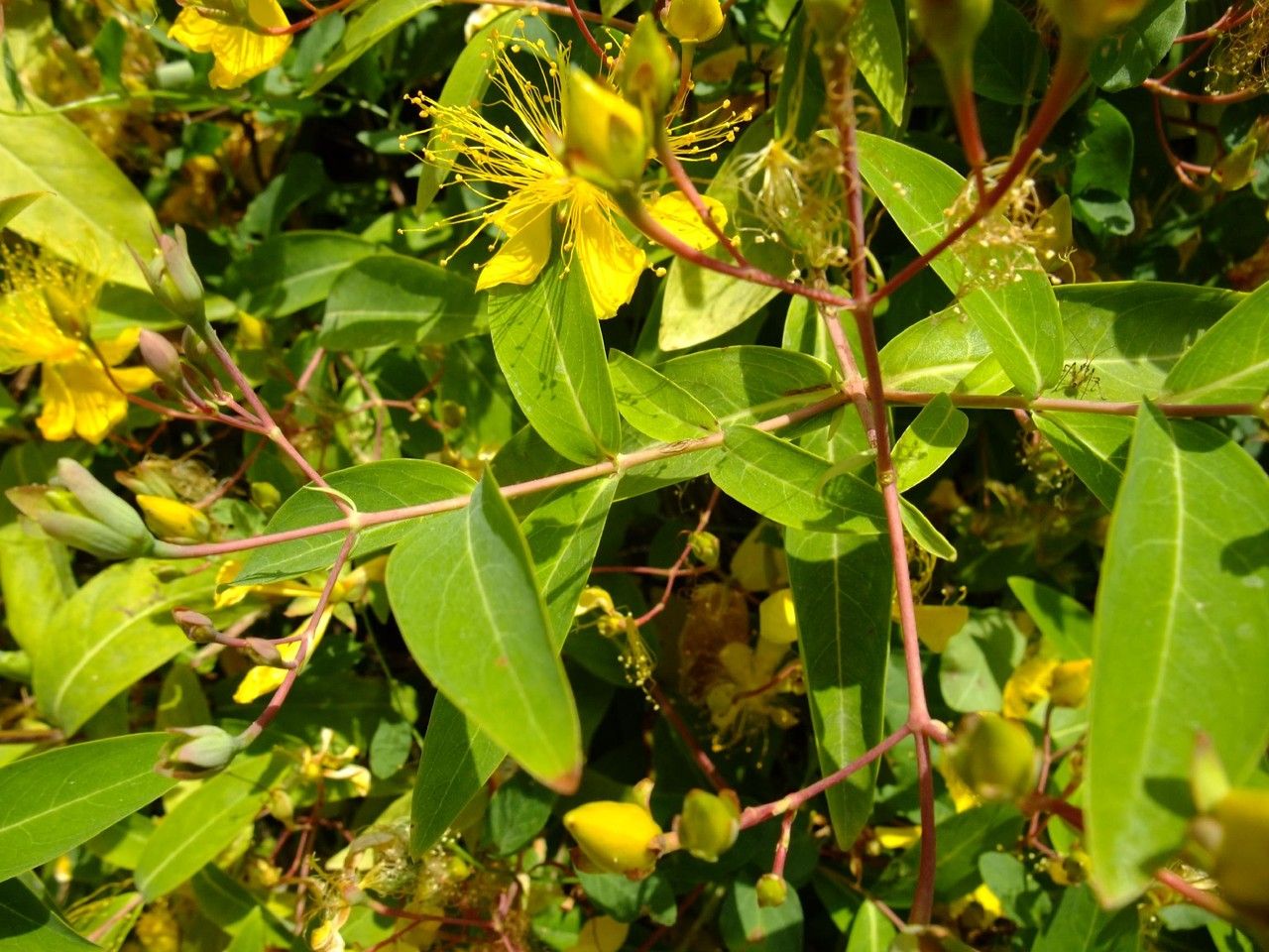 Hypericum sampsonii leaf