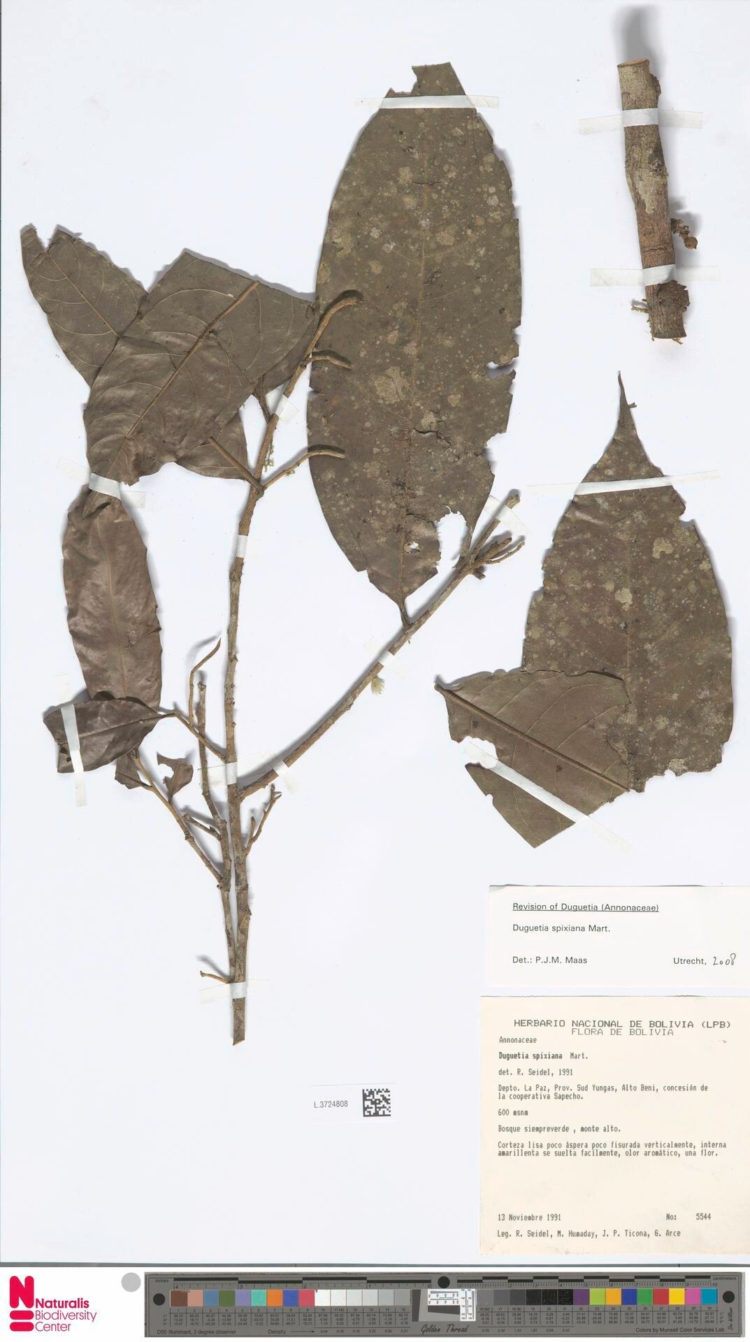 Duguetia spixiana leaf