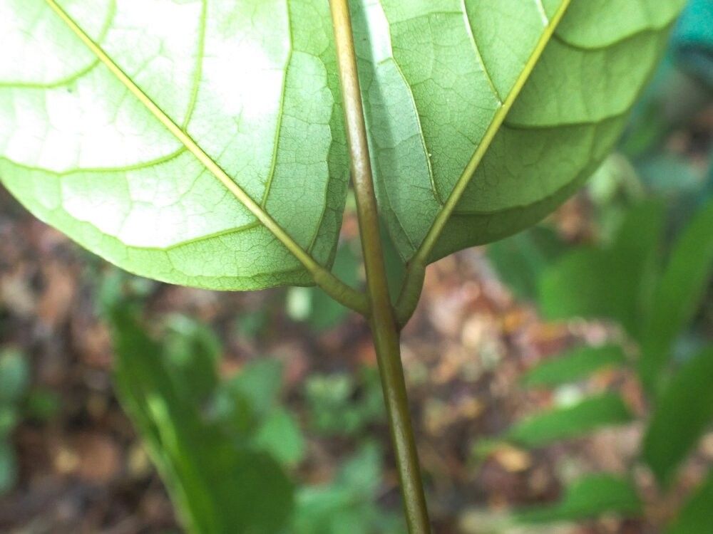 Millettia wellensii — houseplant care guide