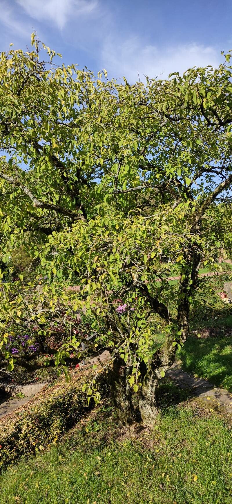 Euonymus phellomanus habit