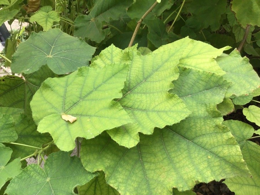 Dombeya burgessiae — search result for 'Pakistan'